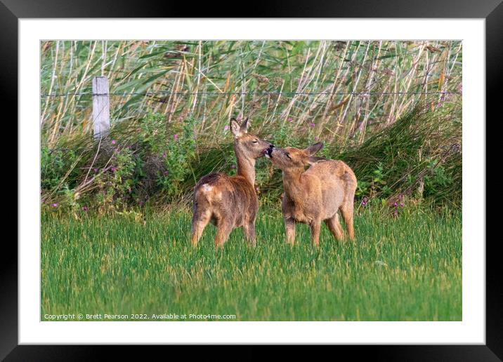 Kissing Deer Framed Mounted Print by Brett Pearson