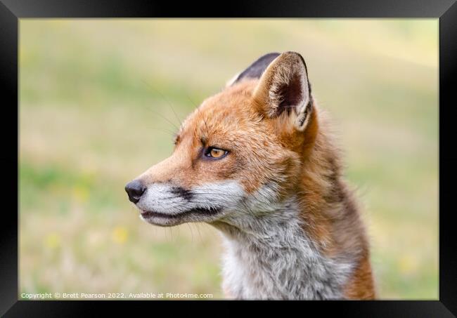 Fox portrait  Framed Print by Brett Pearson