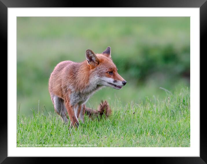 Fox Framed Mounted Print by Brett Pearson