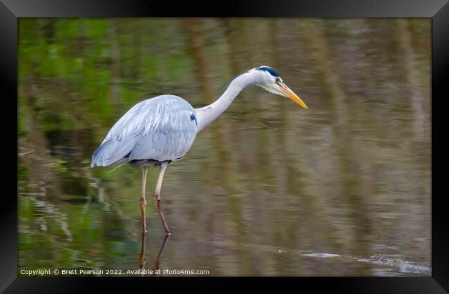 Grey Heron Framed Print by Brett Pearson