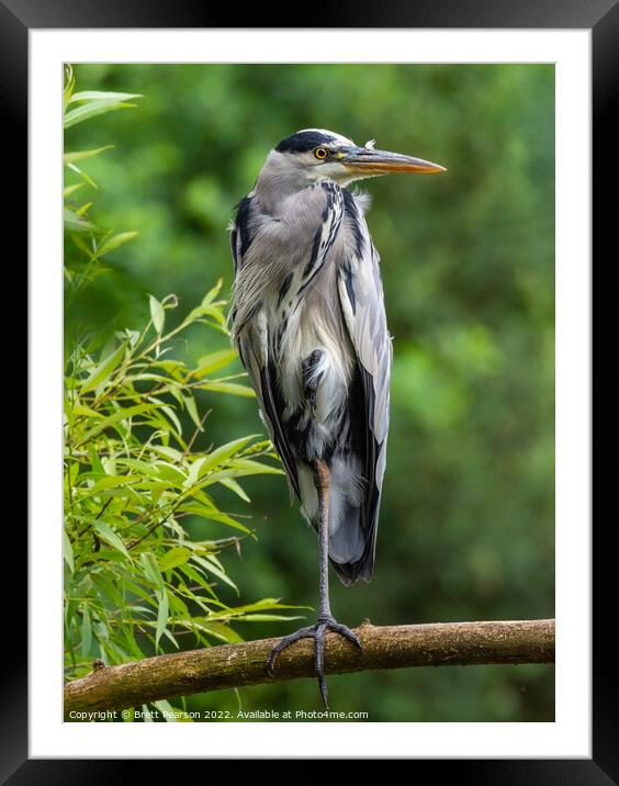 Grey Heron Framed Mounted Print by Brett Pearson