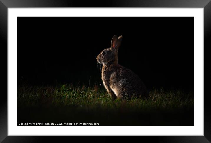 Rabbit at Sunset Framed Mounted Print by Brett Pearson