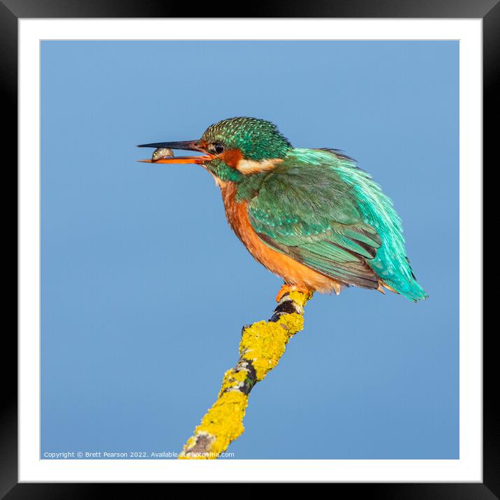 Common Kingfisher Framed Mounted Print by Brett Pearson