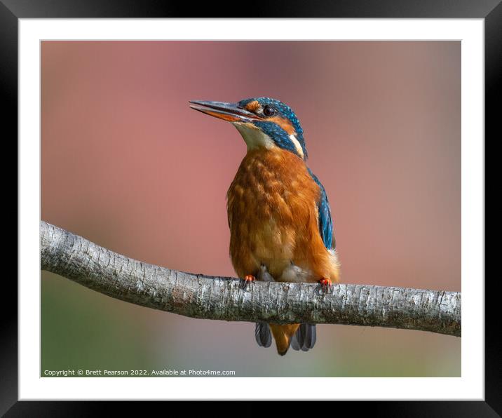 Common Kingfisher Framed Mounted Print by Brett Pearson