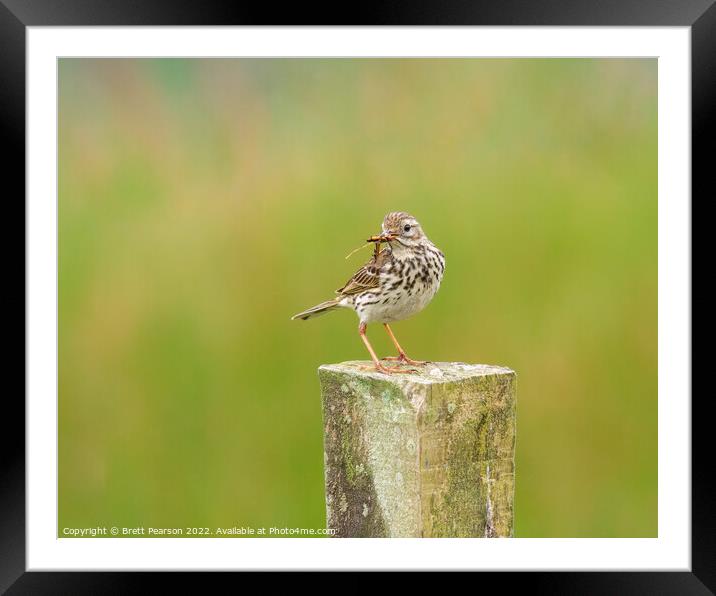 Meadow Pipit Framed Mounted Print by Brett Pearson