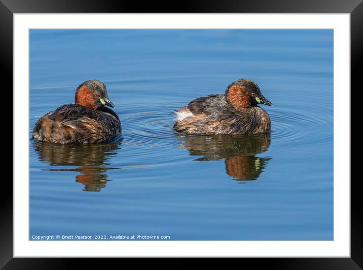 Little Grebes  Framed Mounted Print by Brett Pearson