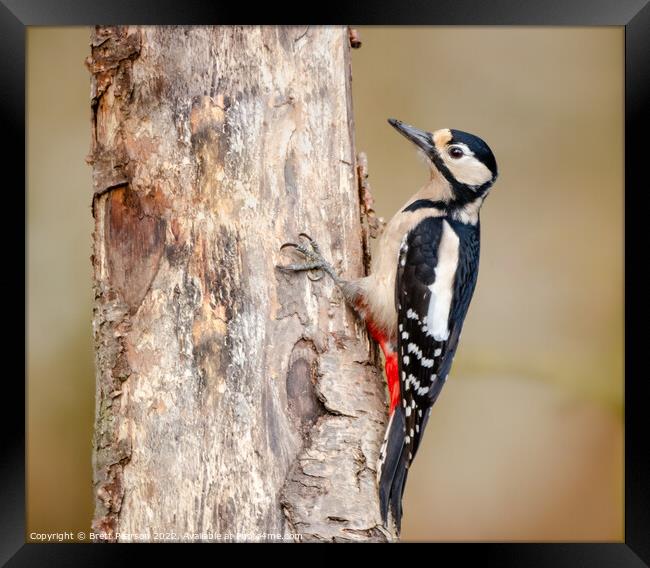 Great Spotted Woodpecker Framed Print by Brett Pearson