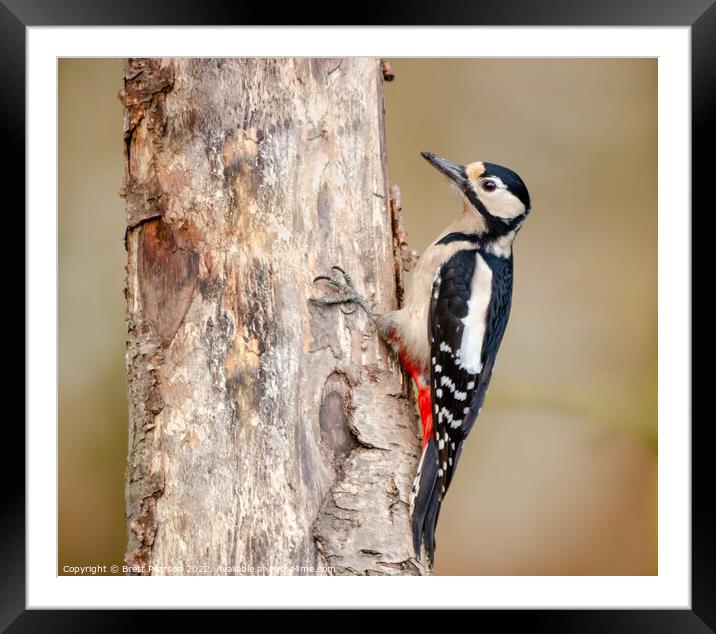 Great Spotted Woodpecker Framed Mounted Print by Brett Pearson