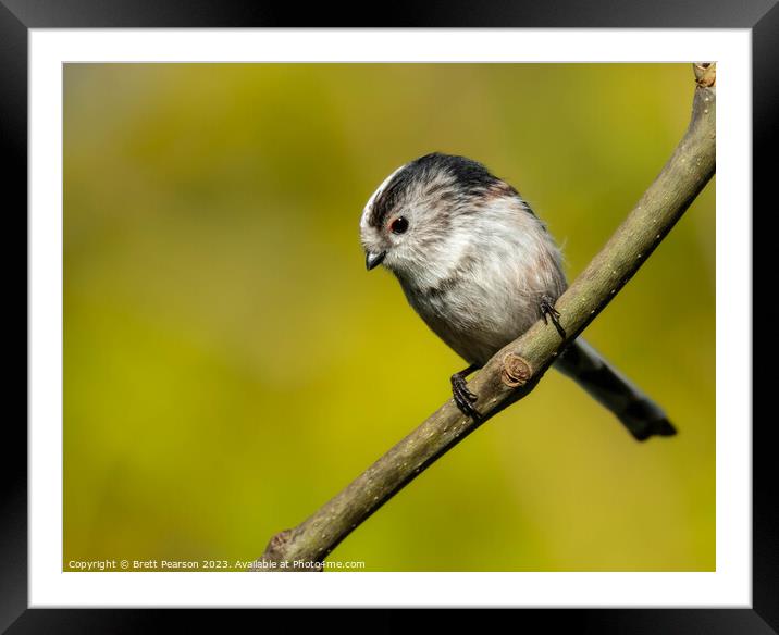Long tailed tit Framed Mounted Print by Brett Pearson