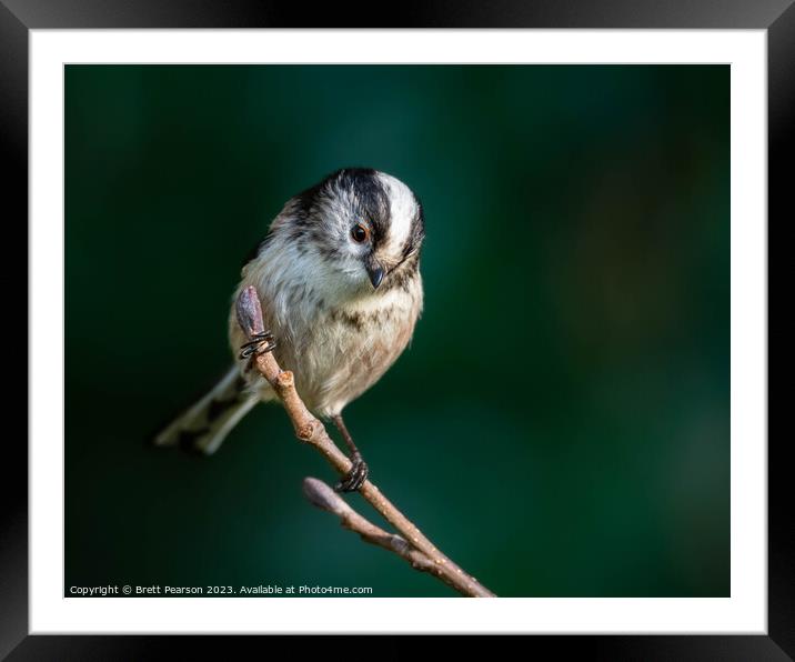 Long tailed tit Framed Mounted Print by Brett Pearson