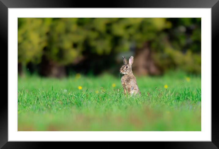 Rabbit Framed Mounted Print by Brett Pearson
