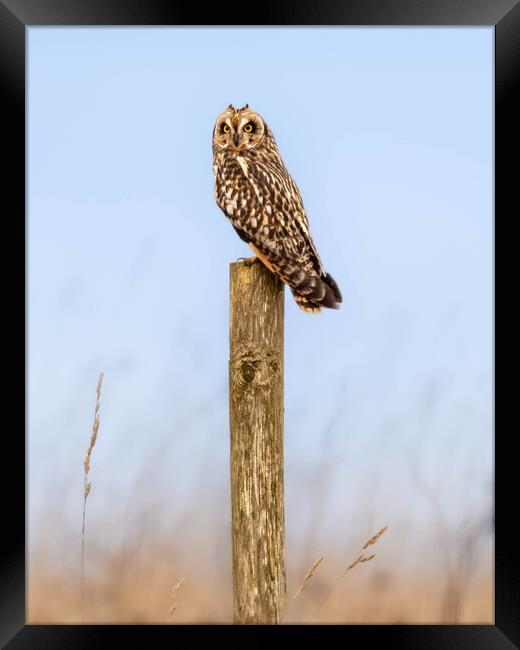 Short-eared Owl Framed Print by Brett Pearson