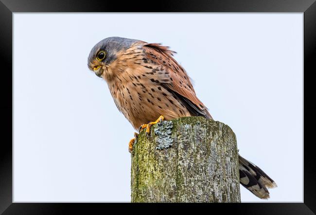 Male Kestrel Framed Print by Brett Pearson