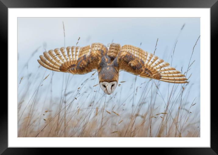 Barn Owl Framed Mounted Print by Brett Pearson