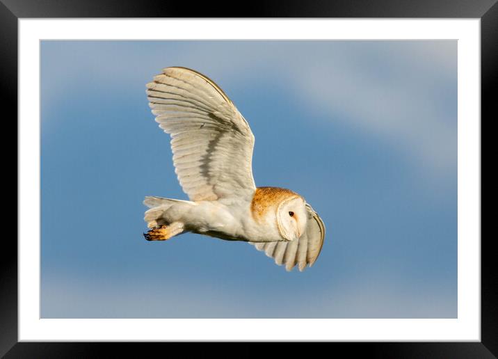 Barn Owl in flight Framed Mounted Print by Brett Pearson
