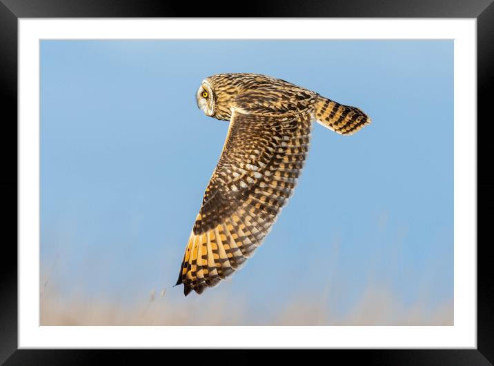 Short-Eared Owl Framed Mounted Print by Brett Pearson