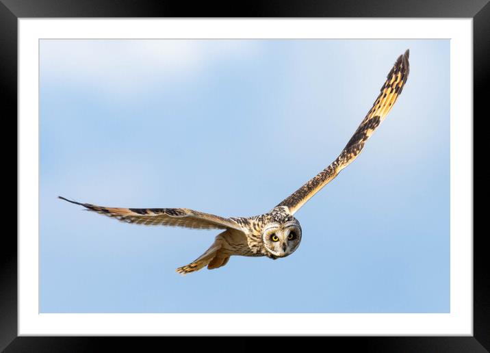 Short-Eared Owl Framed Mounted Print by Brett Pearson