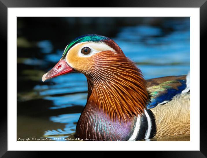 Mandarin Duck Framed Mounted Print by Leanne Green
