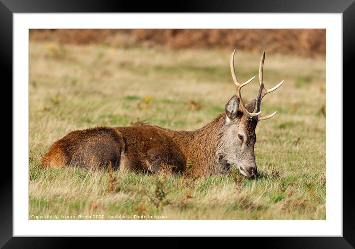 A deer in a grassy field Framed Mounted Print by Leanne Green