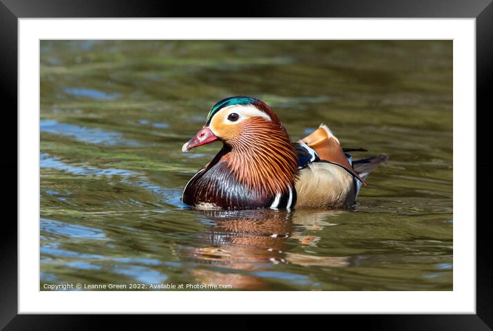 A male Mandarin duck Framed Mounted Print by Leanne Green