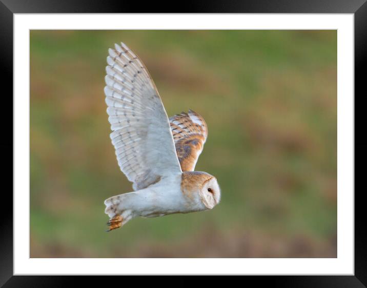 Barn Owl in flight Framed Mounted Print by Leanne Green