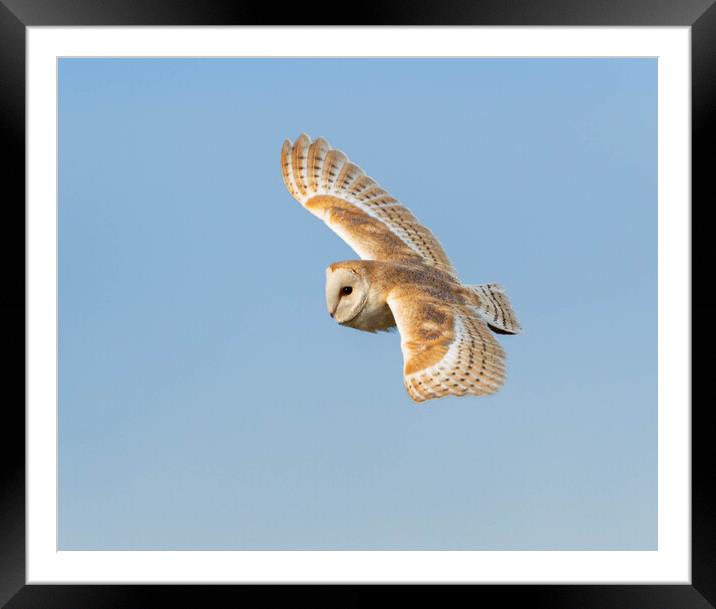 Barn Owl in flight Framed Mounted Print by Leanne Green