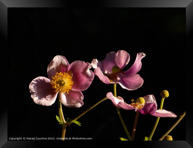 Blooming Japanese Anemone Framed Print by Maciej Czuchra