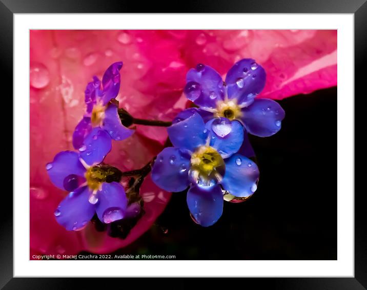 Forget-Me-Not Framed Mounted Print by Maciej Czuchra