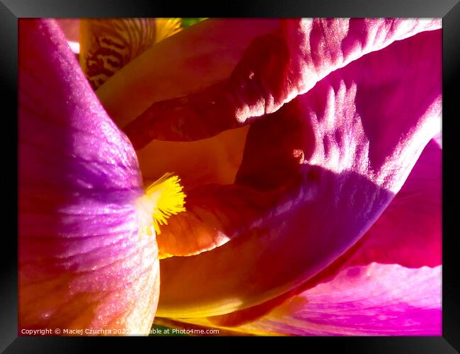 Inner World of Iris Flower Framed Print by Maciej Czuchra