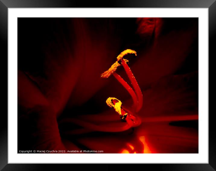 Carbon Based Lifeform - Daylily Framed Mounted Print by Maciej Czuchra