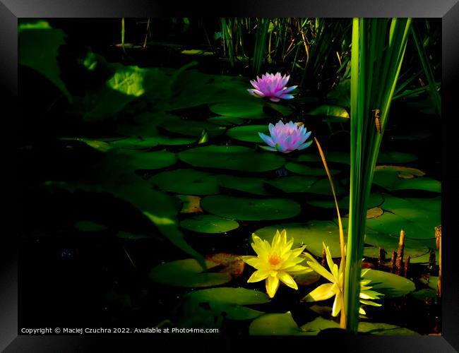 Water Lilies Touched with Sunlight Framed Print by Maciej Czuchra