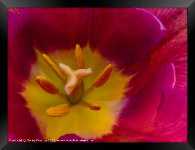 Inside Tulip Flower Framed Print by Maciej Czuchra