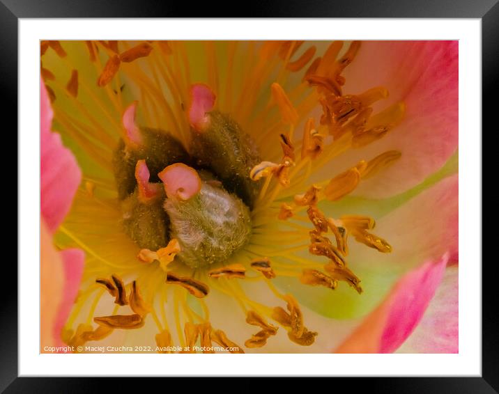 Peony's Inner Landscape Framed Mounted Print by Maciej Czuchra