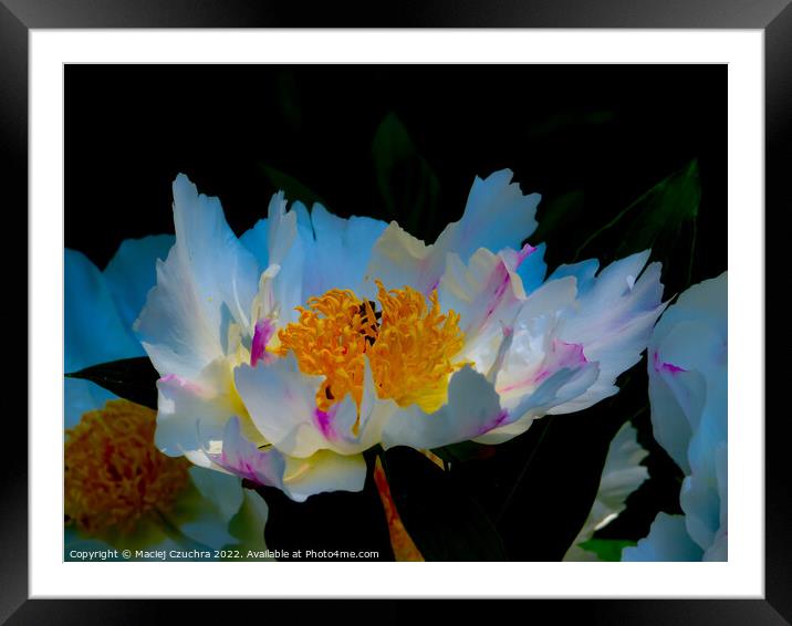 Blooming Peony Framed Mounted Print by Maciej Czuchra