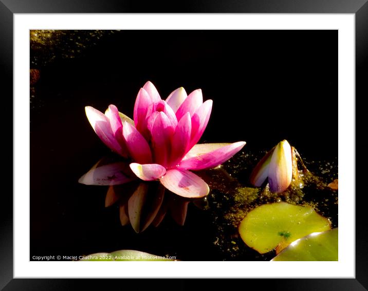 Water Lily Framed Mounted Print by Maciej Czuchra