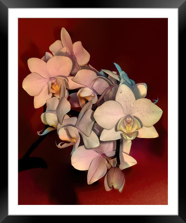 Orchids Framed Mounted Print by Mark Dunn