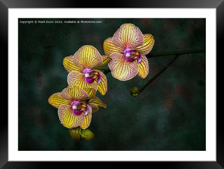 A close up of an Orchid flower Framed Mounted Print by Mark Dunn