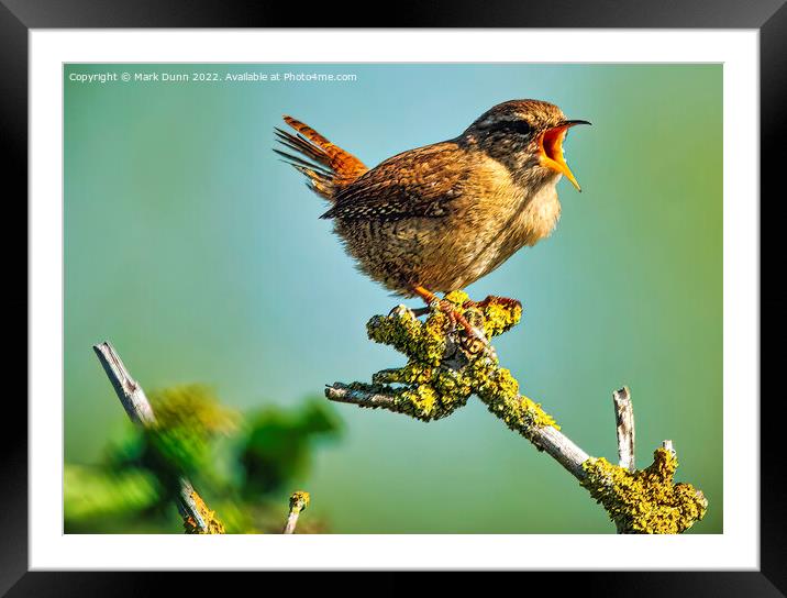 Wren perched on a tree singing Framed Mounted Print by Mark Dunn