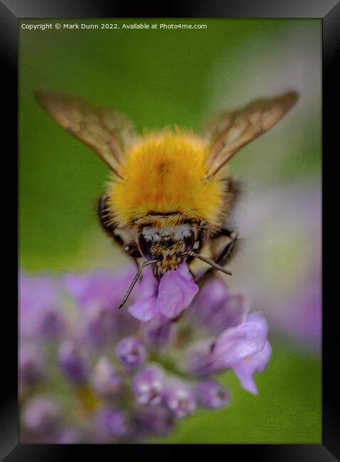 Bee on lavender Framed Print by Mark Dunn