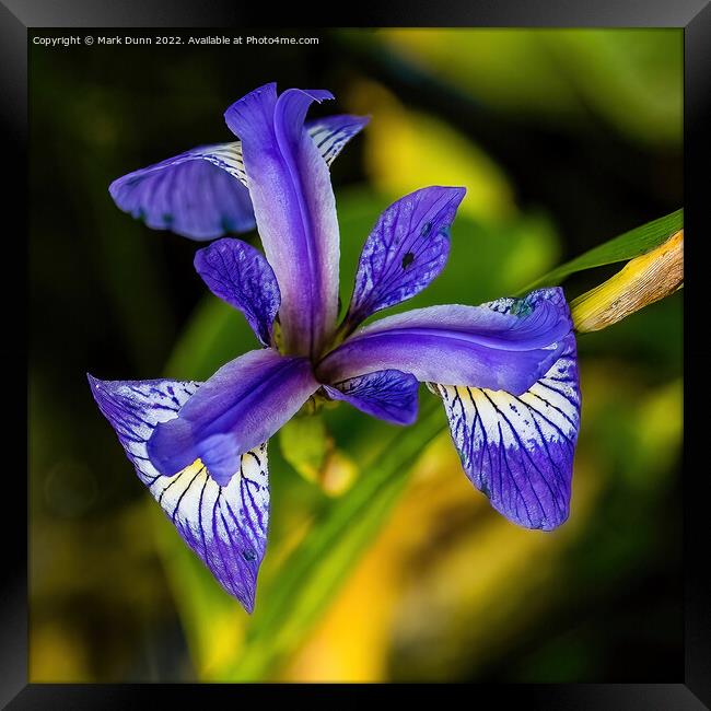 Iris Flower Framed Print by Mark Dunn