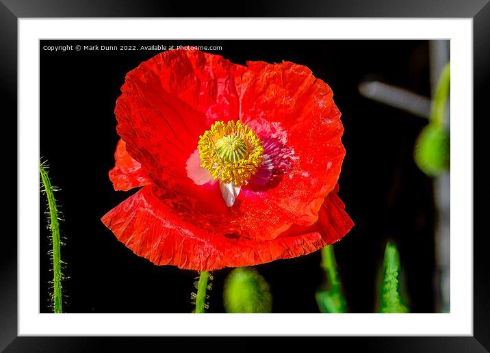 red poppy flower Framed Mounted Print by Mark Dunn