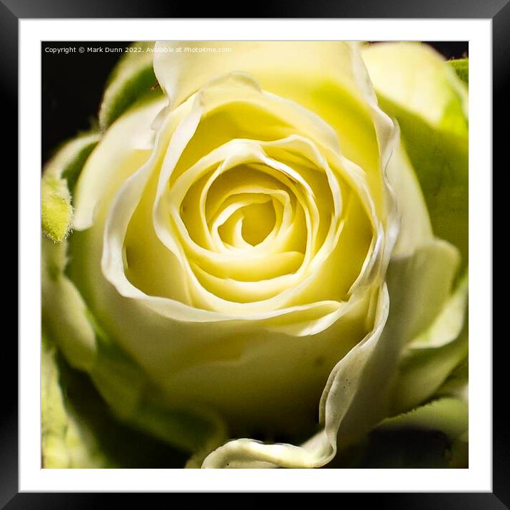 Cream Rose Flower close up Framed Mounted Print by Mark Dunn