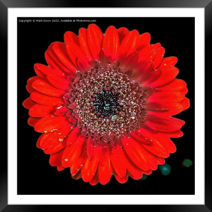 Red Flower Framed Mounted Print by Mark Dunn
