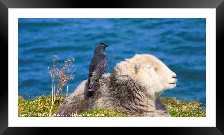 A bird sitting on top of a Sheep Framed Mounted Print by Steve Potten