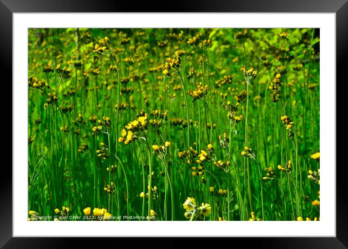 Field of Flowers Framed Mounted Print by Ken Oliver