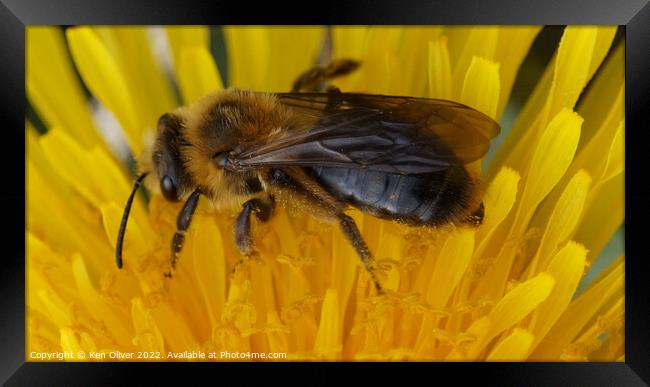 "Nature's Nectar: A Bumblebee Bliss" Framed Print by Ken Oliver