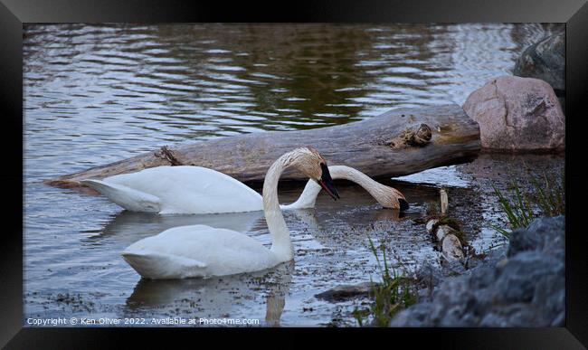 Graceful Trumpeter Swans Embrace Serenity Framed Print by Ken Oliver