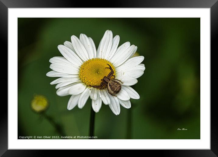 In Wait Framed Mounted Print by Ken Oliver