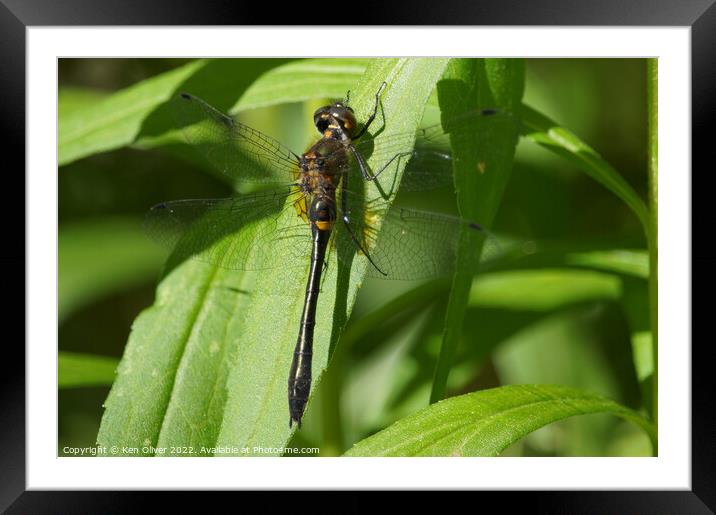 "Ethereal Dance: A Dragonfly's Graceful Pose" Framed Mounted Print by Ken Oliver