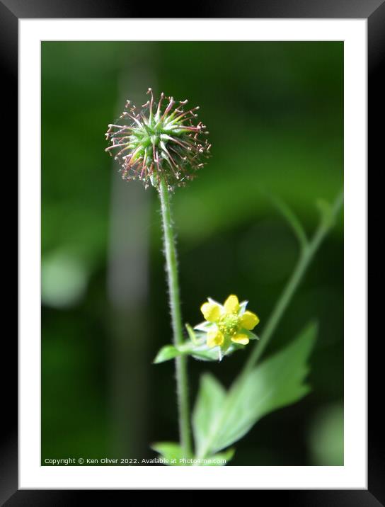 Delicate Beauty Framed Mounted Print by Ken Oliver
